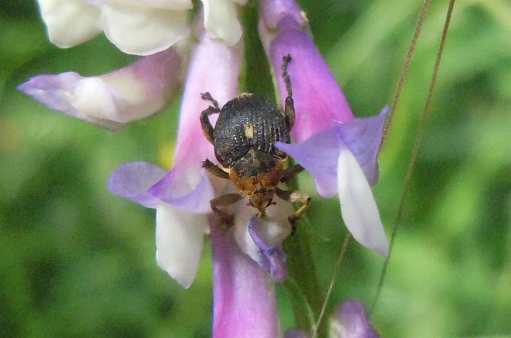 Mononychus punctumalbum - (Curculionidae)